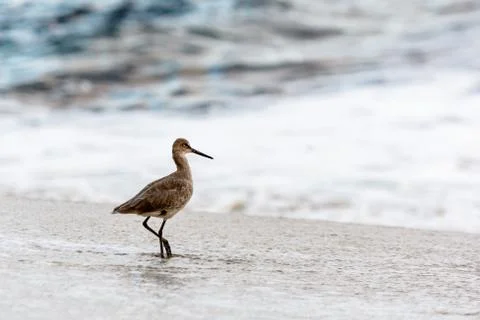 Willet on beach Stock Photos