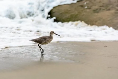 Willet on beach Stock Photos