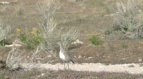 Willet Stock Footage 32206948