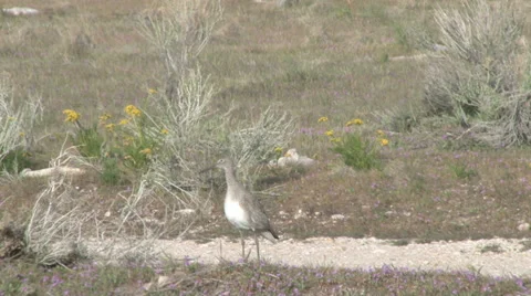 Willet Stock Footage 32206981