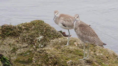 Willet Stock Footage 35195297