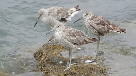 Willet Stock Footage 35195329