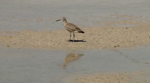 Willet Stock Footage 37442913