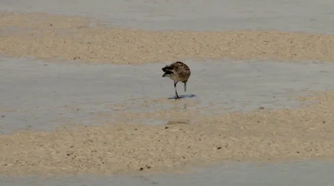 Willet Stock Footage 37442926