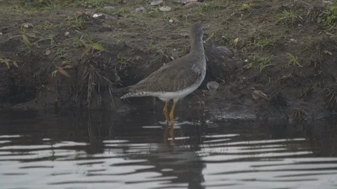 Willet-Limpkin Stock Footage 102562003