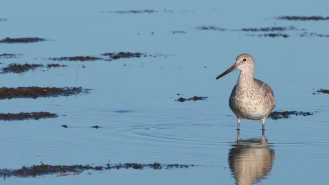 Willet at lowtide Stock Footage 107425062