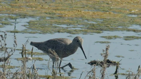 Willet, moves right, while probing for food, slomo, 4k Stock Footage 244746302