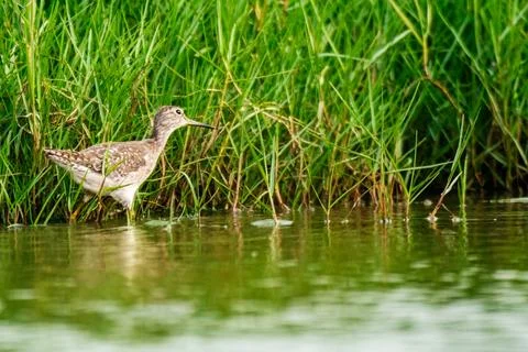 Willet Photos