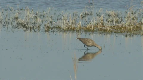 Willet probing in open water with reflection,  slomo, 4k Stock Footage 244746059
