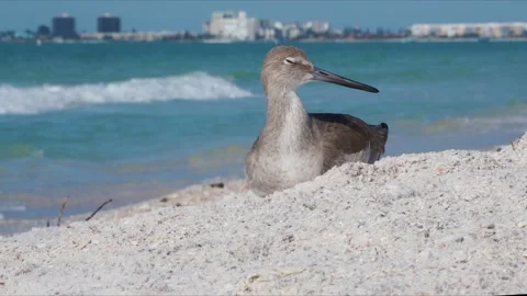 Willet resting in sand Stock Footage 147098770