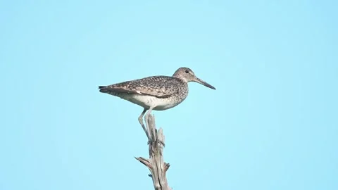 A Willet Standing in a High Tree Stock Footage 158834282