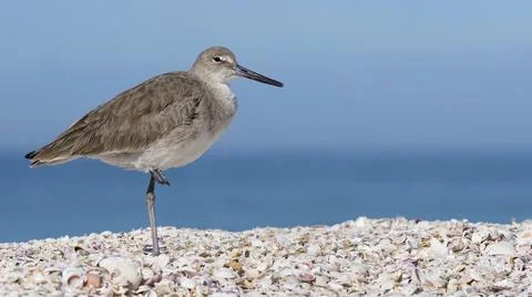 Willet standing in shell hash. Stock Photos