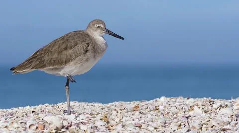 Willet standing in shell hash. Stock Photos