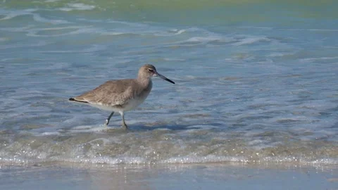 Willet walking in surf. Stock Footage 143813654