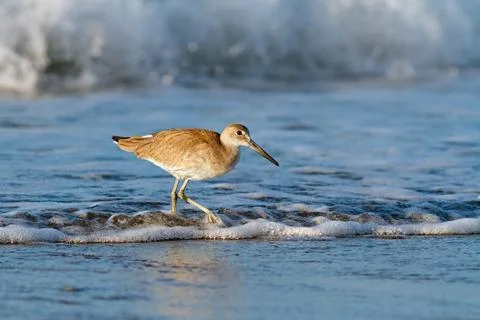 Willet in the Waves Stock Photos