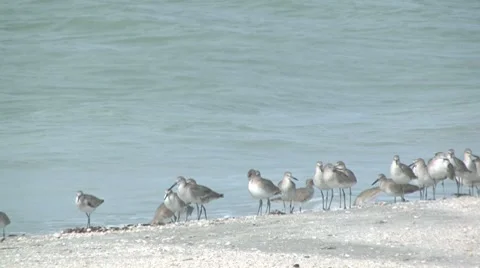 Willets Stock Footage 7746717