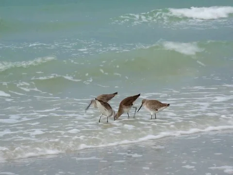 Willets foraging in shallow surf. Stock Footage 87476419