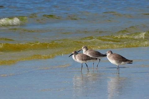 Willets standing in shallow surf with red tide. Stock Photos