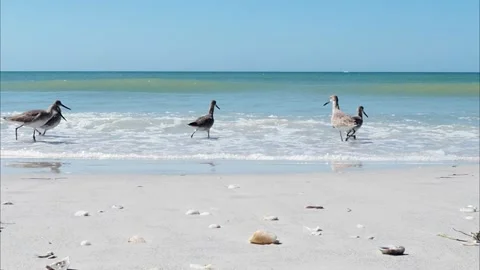 Willets walking in shallow surf. Stock Footage 170790623