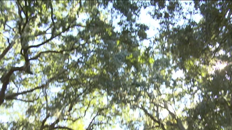 William Jasper Monument Stock Footage 64684099