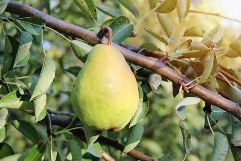 William Pear Fruit Hanging from Tree Branch Stock-Fotos