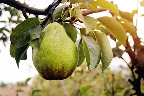 William pear on tree branch with leafs Stock Photos