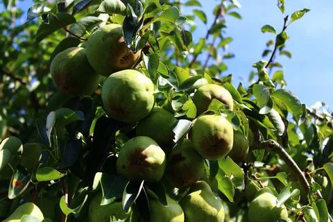 Williams Christ pears on a pear tree Stock Photos