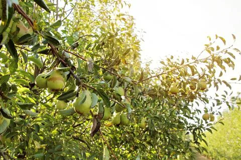 Williams Pear Tree Fruit Branches in Orchard Stockfoto's