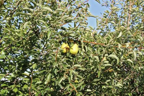 Williams Pear Tree with Fruit Stock Photos