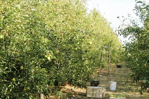 Williams Pear Tree Orchard Harvest Landscape with Ladder and Boxes, Autumn Ra Foto stock