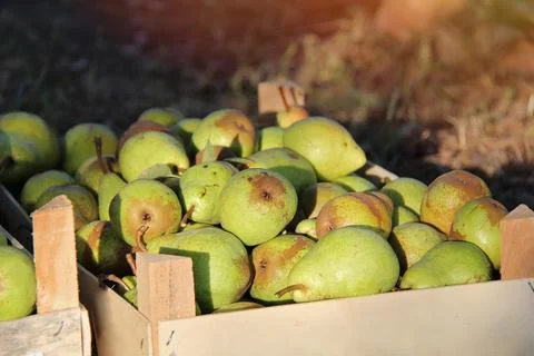 Williams Pears Boxes. Fruit in Box with Sunshine Stock Photos