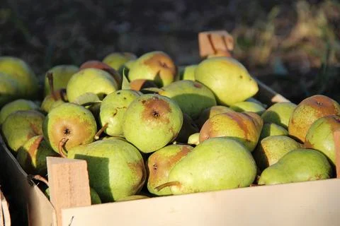 Williams Pears Fruit in Box Stock-Fotos