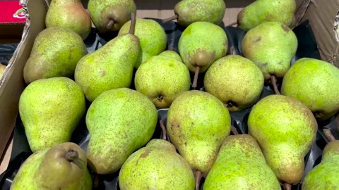 Williams pears, Tracking shot Stock Footage 285777822