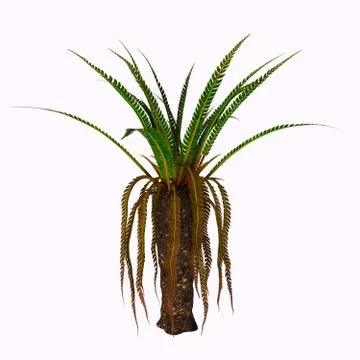 Williamsonia Plant Illustration