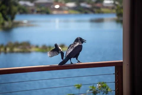 Willie Wagtail Attacking Crow Foto stock