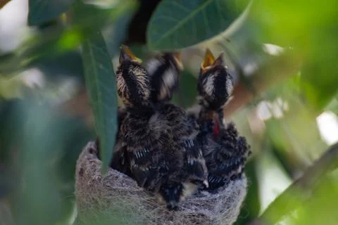 Willie Wagtail Bird Attacking Large Raven Foto stock