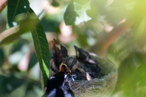 Willie Wagtail Chicks Being Fed Foto stock