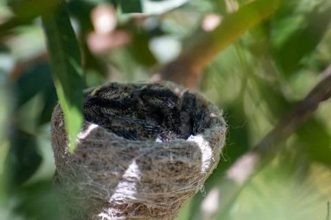 Willie Wagtail Chicks in a Nest Foto stock