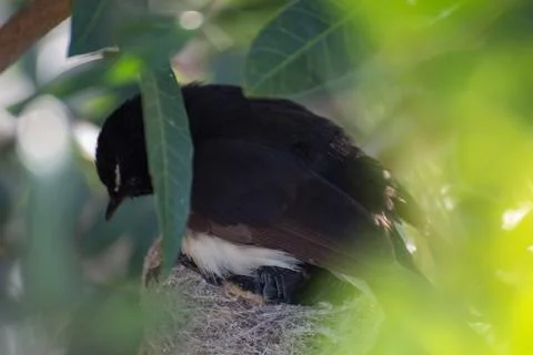 Willie Wagtail Sitting on Chicks Foto stock