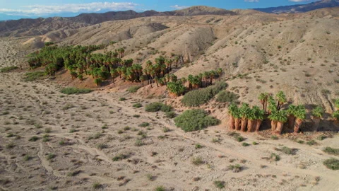 Willis Palms Oasis Drone 3 Stock Footage 260158483