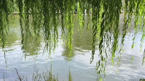 Willlow Tree leaves Video Stock Footage 222546921