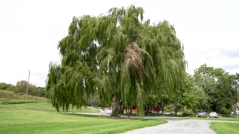 Willlowtree Stock Footage 264626324