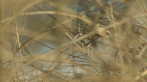 Willoughby storm damage reduction project area - 2015 Stock Footage 99686059