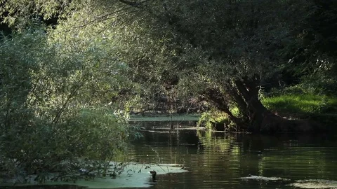 Willow above the swamp Stock Footage 79676501