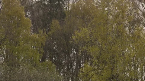 Willow and deciduous trees with fresh spring foliage, overcast sky. 4K 60fps. Vídeos de archivo 334264571