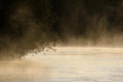 Willow and the Mist Stock Photos