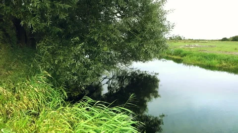 A willow and some reeds bend over a quiet brook. A light breeze blows. Stock Footage 68372502
