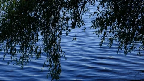 Willow and water surface Stock Footage 142075471