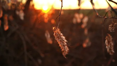 Willow in autumn at sunset Stock Footage 167774198