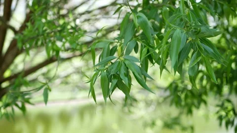 Willow on the background of a pond in early spring. Stock Footage 201358401